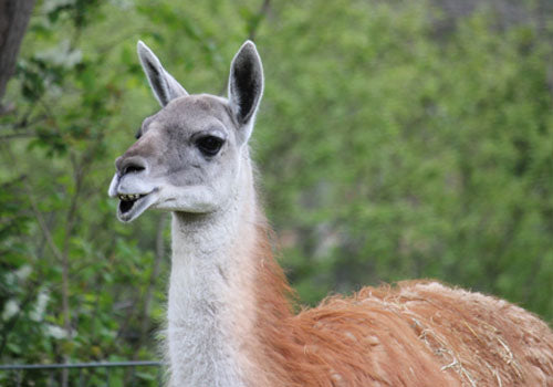 GUANACO (LAMA GUANICOE