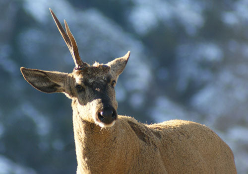 HUEMUL (HIPPOCAMELUS BISULCUS)