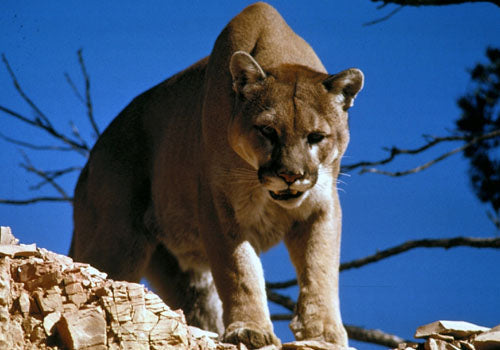 PUMA (FELIS CONCOLOR)