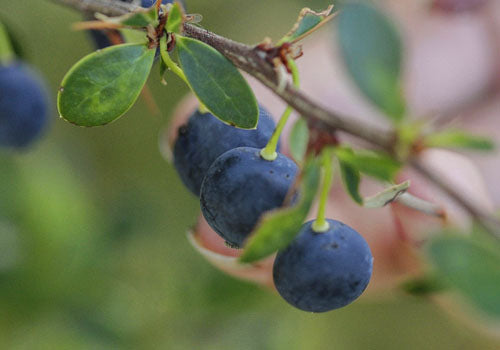 CALAFATE (BERBERIS BUXOFOLIA)
