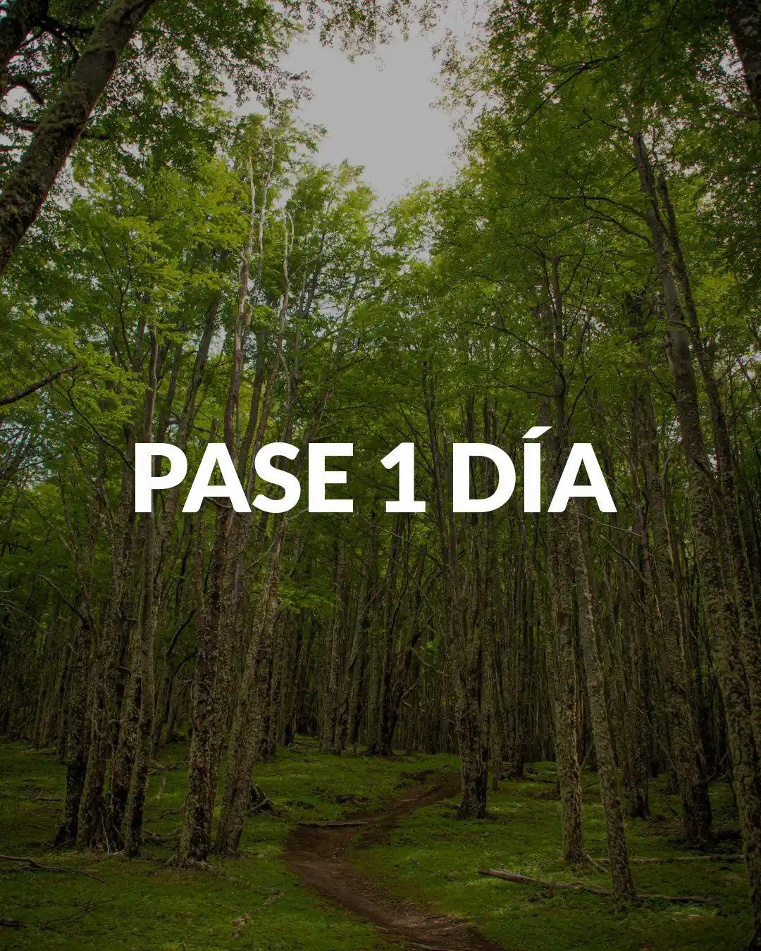 Pase 1 Día